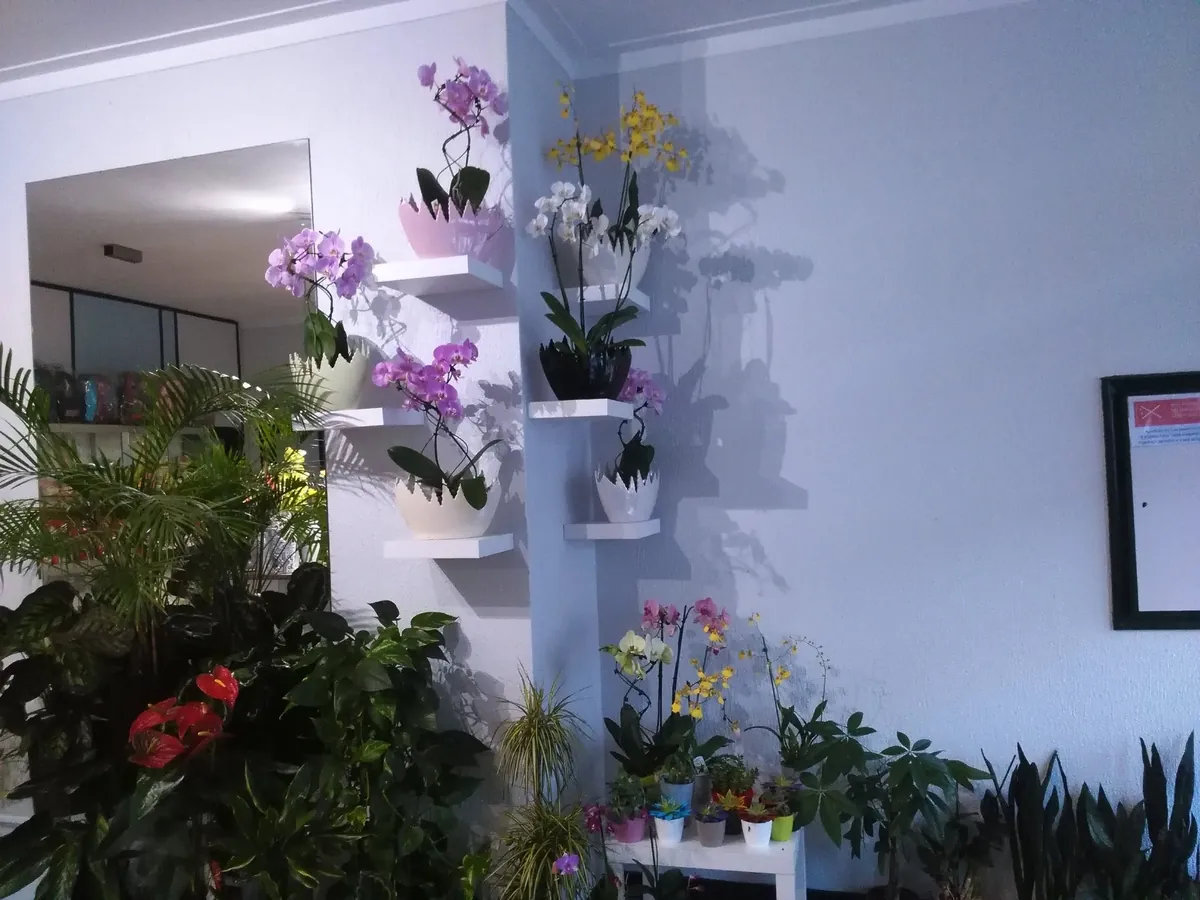 Interior da florista O Meu Bouquet, com orquídeas em prateleiras brancas, anthúrios e plantas verdes